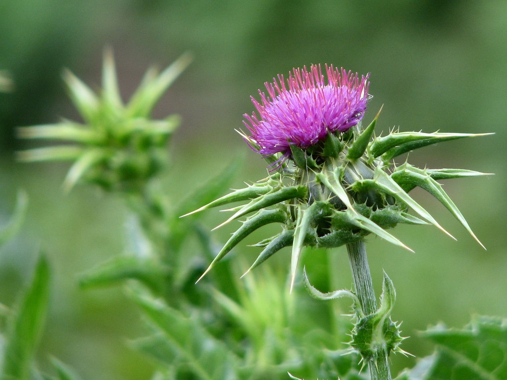 Chardon Marie (Silybum marianum)