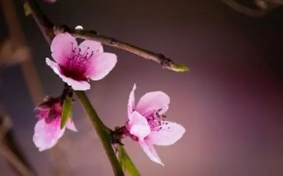 La connaissance de soi